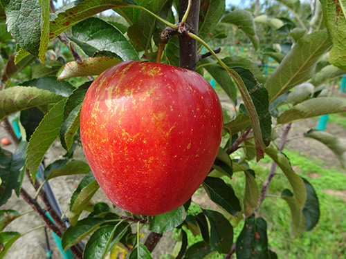 大自然の豊かな恵みの国ニュージーランド産まれのおいしいりんごです。